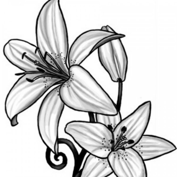 Цветы для срисовки лилии
