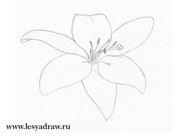 Поэтапное рисование лилии карандашом