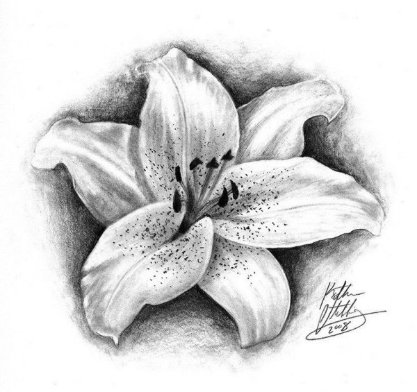 Лилия тату эскиз