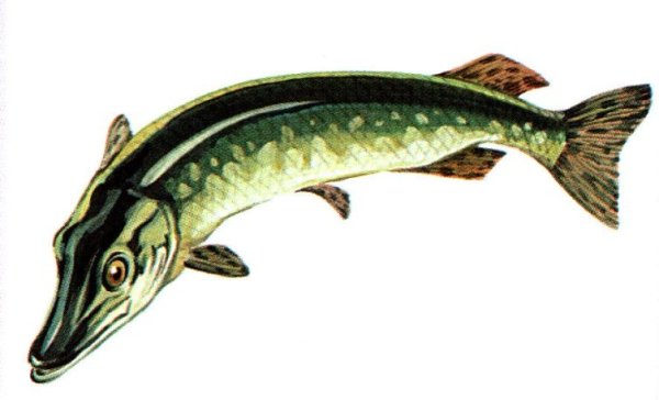 Щука трафарет для рисования