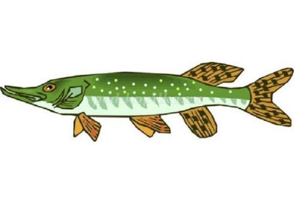 Контур рыба щука
