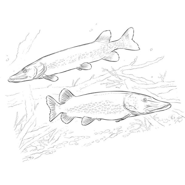 Щука для раскрашивания детям