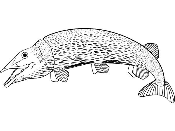 Щука картинка для детей