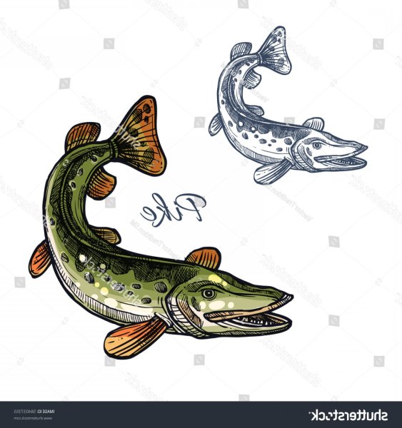 Щука для детей