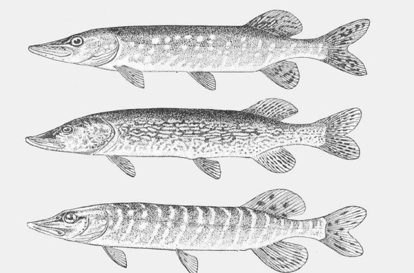 Щука силуэт