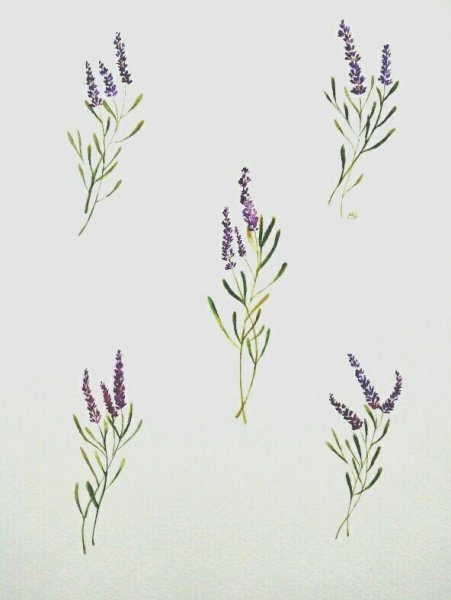 Лаванда эскиз
