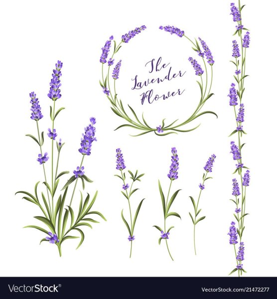 Ветка лаванды Графика