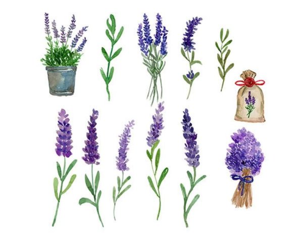 Куст лаванды рисунок