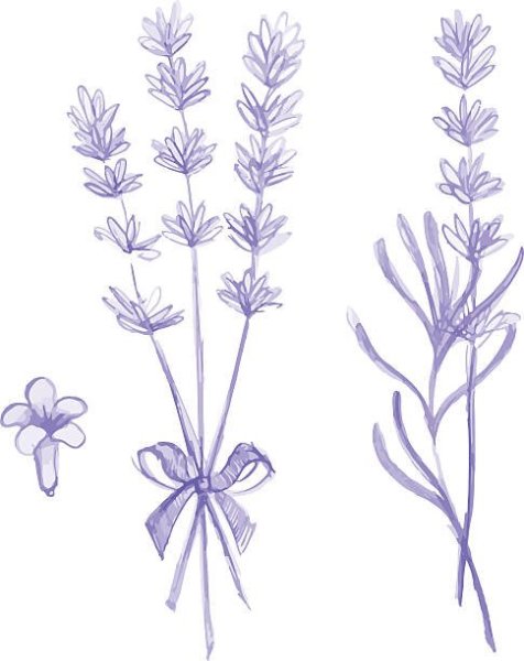 Эскиз лаванды веточка для вышивки
