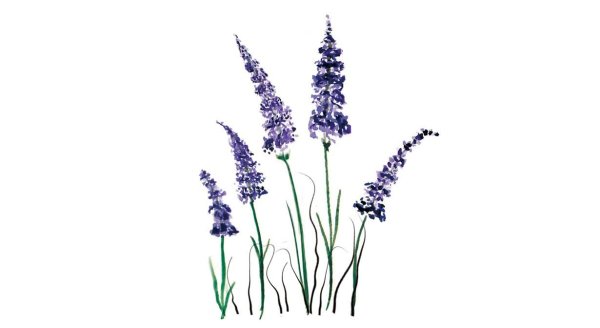 Зарисовка Лаванда