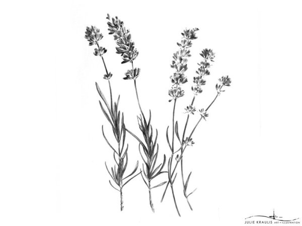 Лаванда набросок