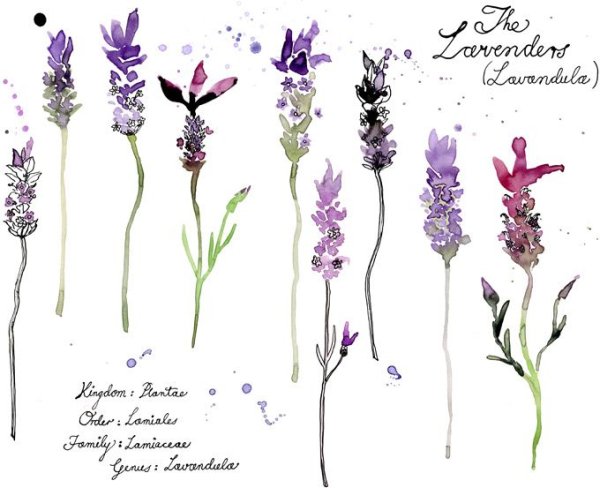 Лаванда Ботаническая акварель