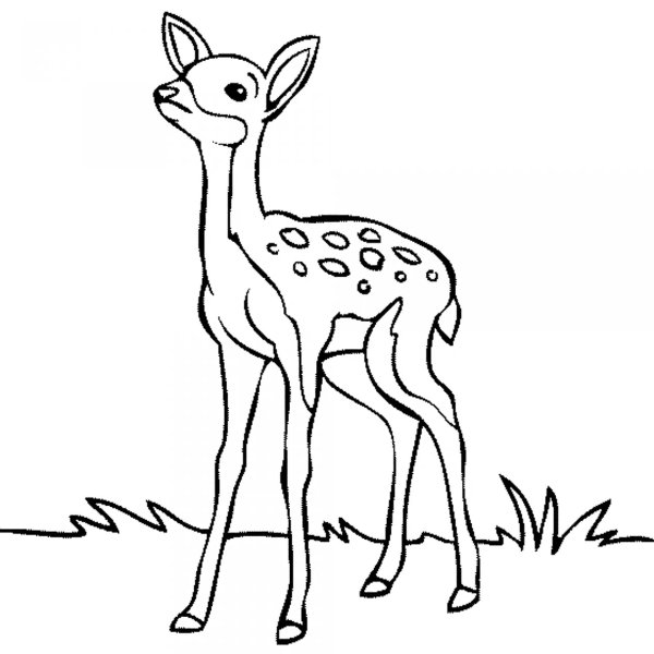 Олень раскраска для детей