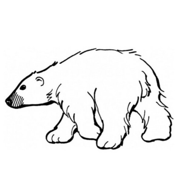 Белый медведь раскраска