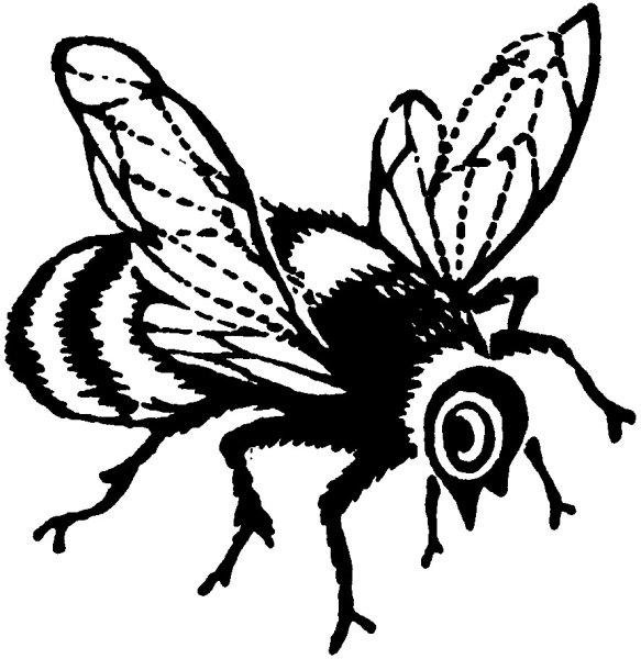 Лиса для раскрашивания