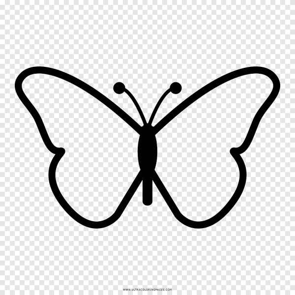 Бабочка контур