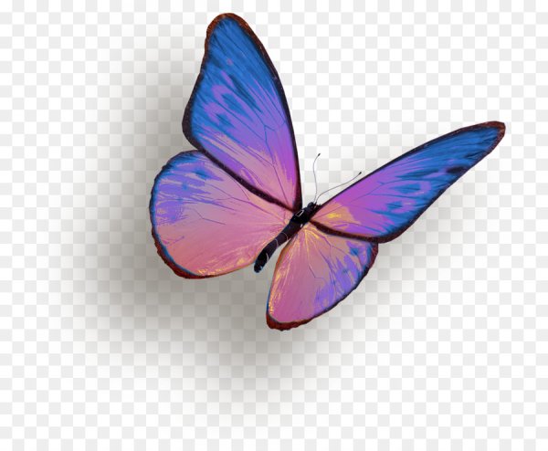 Маленькая бабочка на прозрачном фоне
