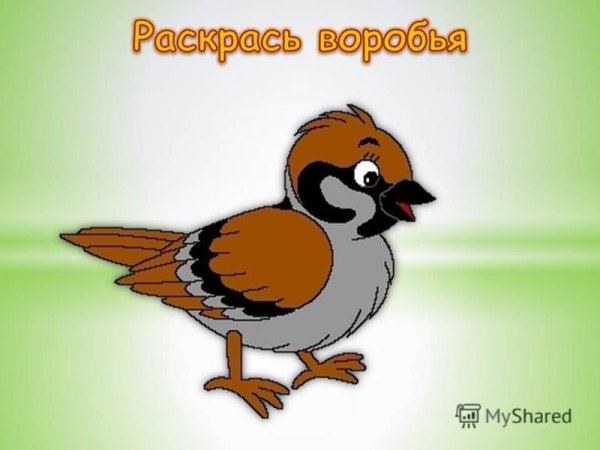 Воробей на ветке для детей