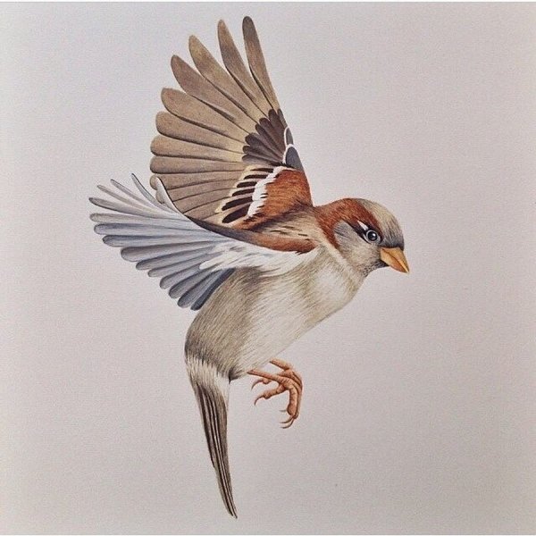 Удивленный Воробей