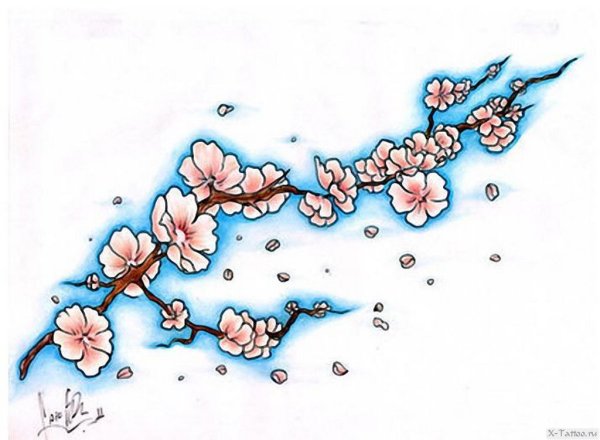 Ветка Сакуры набросок