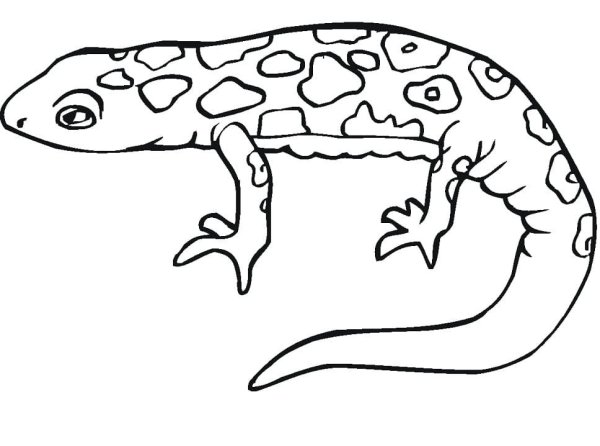 Ящерица раскраска для детей