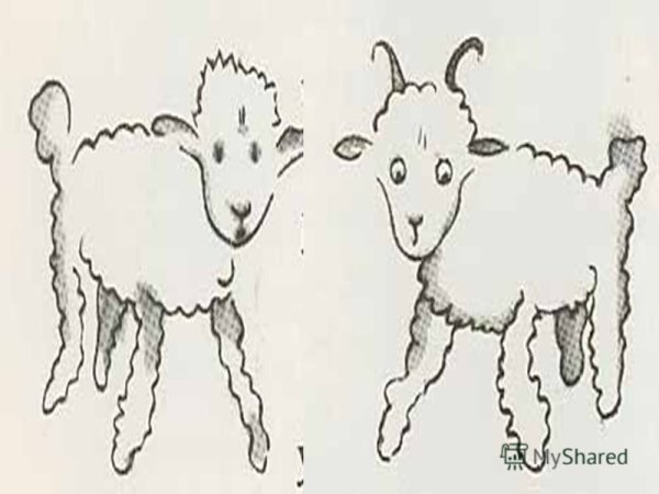 Маленький принц барашек