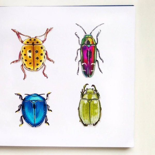 Жучки рисование