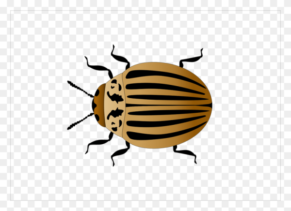 Колорадские жуки мультяшные