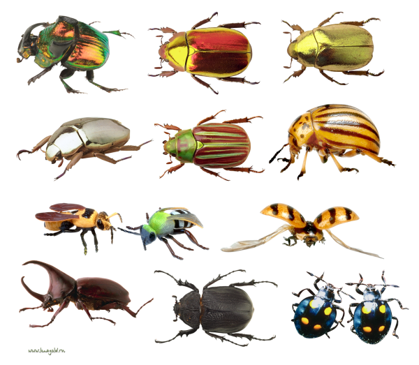 Жуки "Разное"
