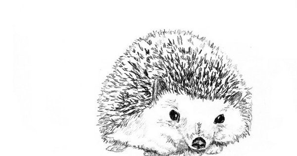 Ежик набросок