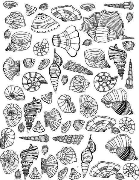 Ракушка рисунок