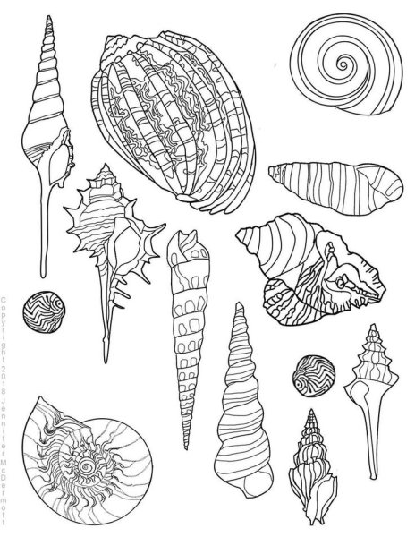 Ракушка раскраска