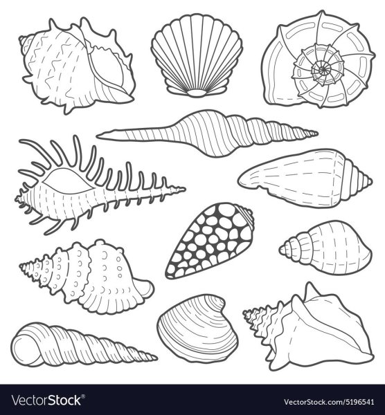 Морская раковина контур