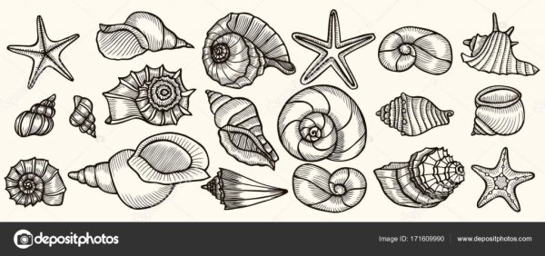 Морская раковина схематично