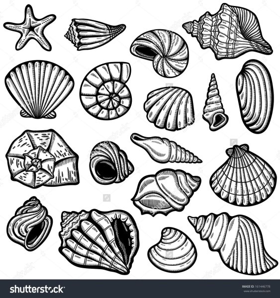 Ракушка черно белая