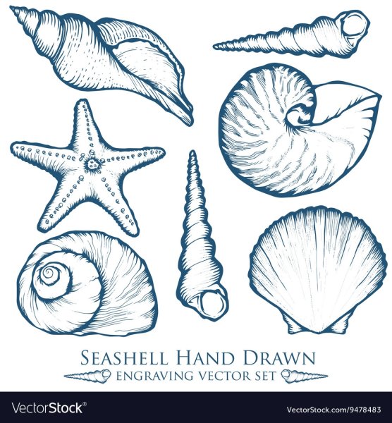Зарисовки морских ракушек и звезд