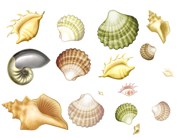 Ракушка картинка для детей