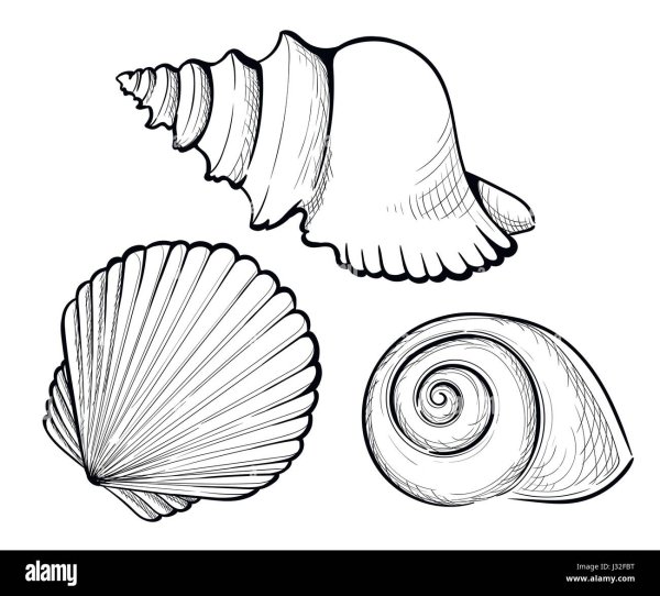Раскраски ракушки морские