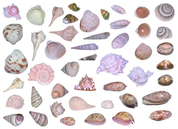 Ракушка карандашом