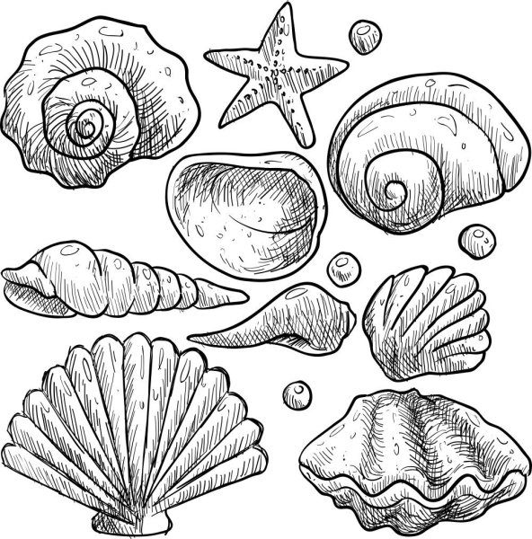 Раскраски ракушки морские