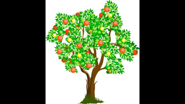 Яблоня схематично