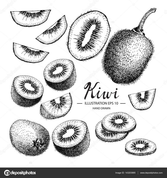 Киви эскиз
