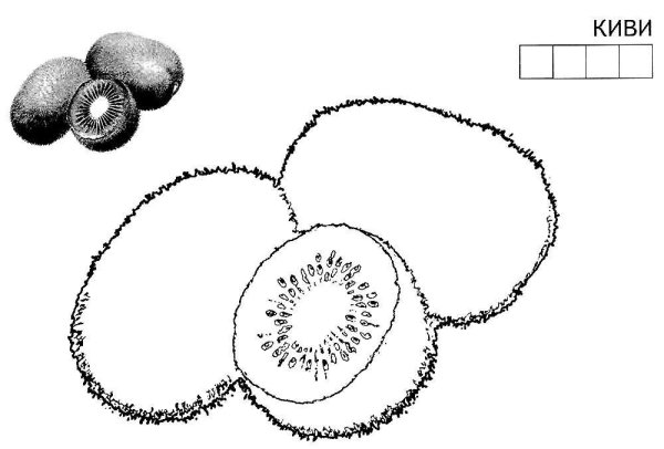 Киви раскраска для детей