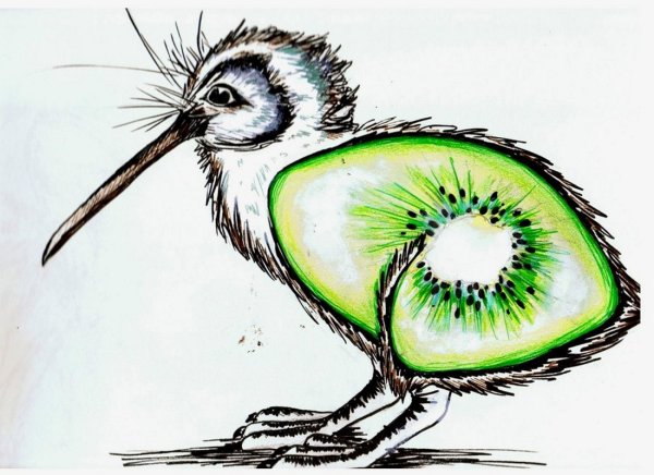 Птичка киви символ новой Зеландии