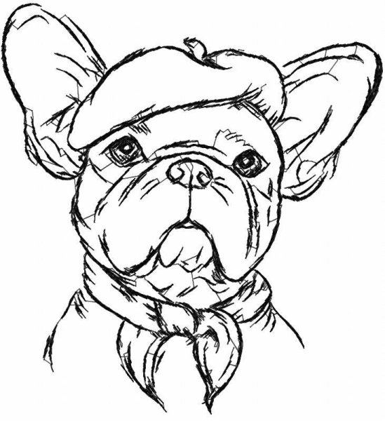 Французский бульдог скетч