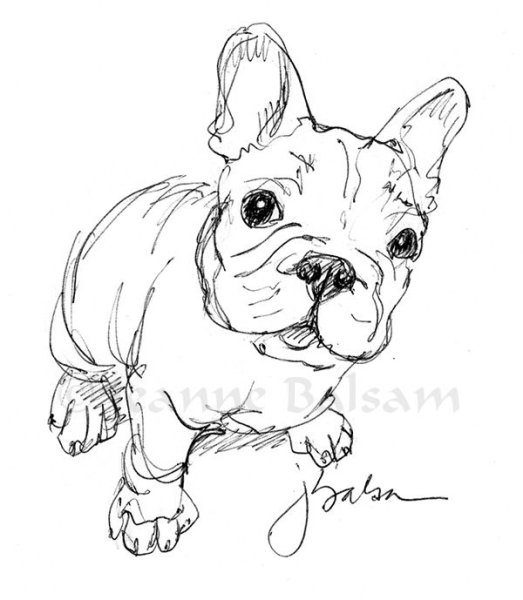 Разукраска французский бульдог