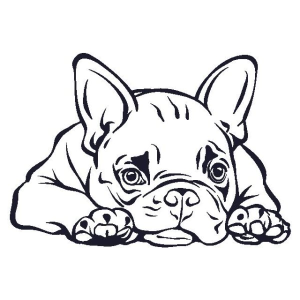 Французский бульдог щенок раскраска