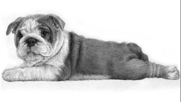 Бульдог карандашом