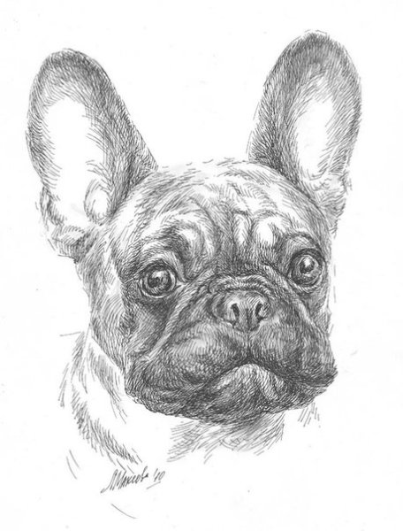 Французский бульдог для срисовки