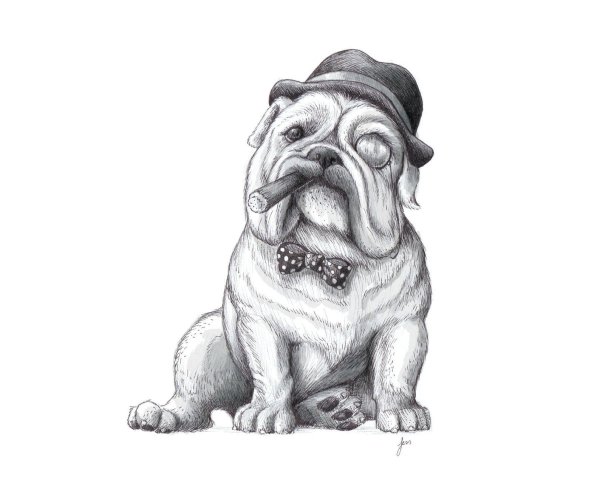 Пес бульдог по кличке дог